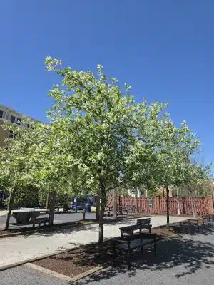 Judy Guse-Noritake Park