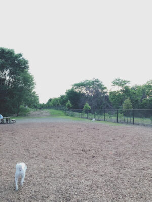 Ben Brenman Dog Park