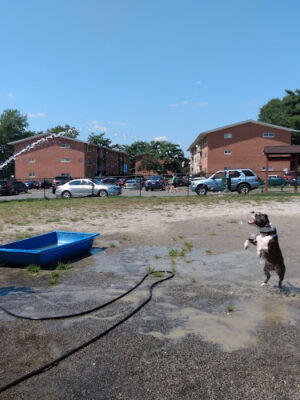 Blackjack Dog Park