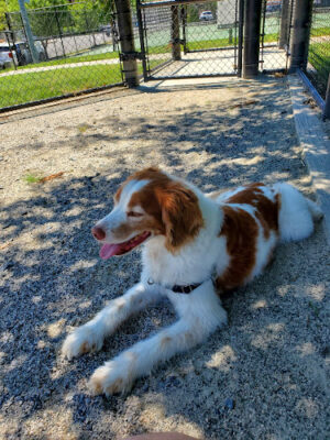 Dog Park