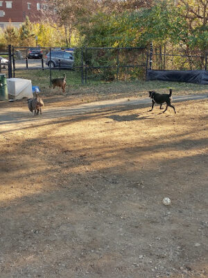 Dog Run Park at Carlyle