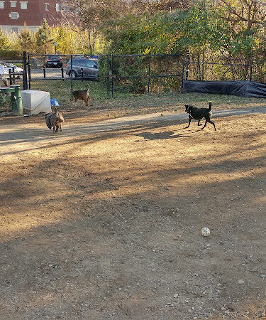 Dog Run Park at Carlyle