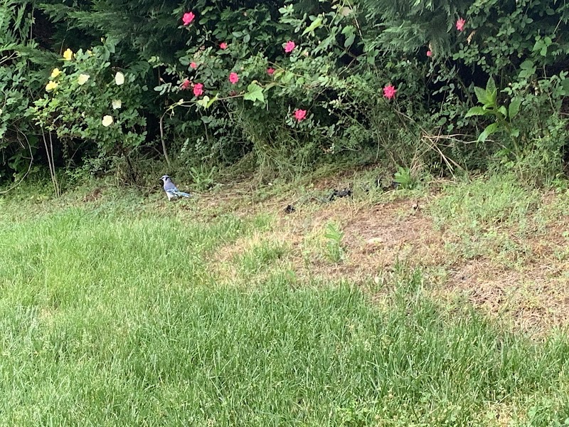 Dowden Terrace Park - Alexandria, VA