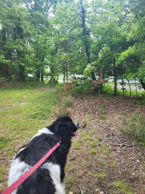 Dowden Terrace Park