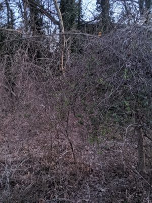 Dowden Terrace Park