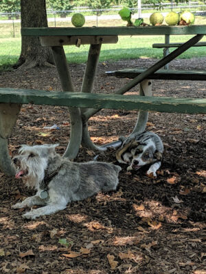 Duke Street Dog Park