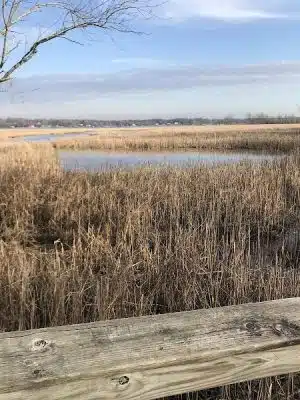 Dyke Marsh Wildlife Preserve