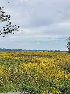 Dyke Marsh Wildlife Preserve