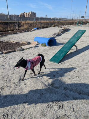 Eisenhower East Dog Park
