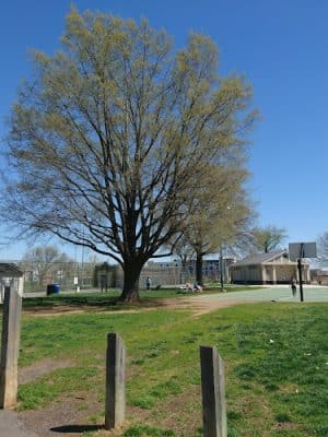 Eugene Simpson Stadium Park