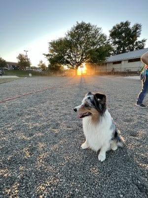Eugene Simpson Stadium Park Dog Park