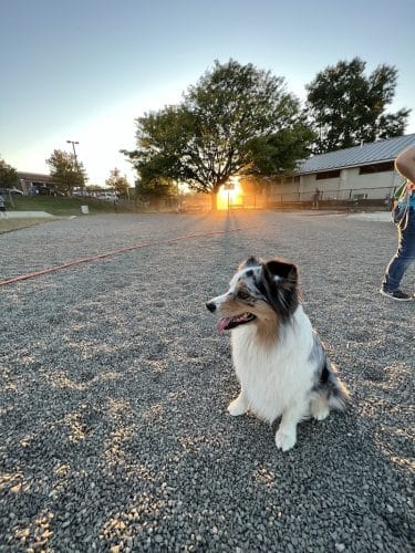 Eugene Simpson Stadium Park Dog Park