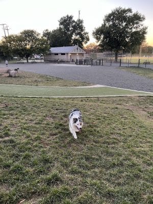 Eugene Simpson Stadium Park Dog Park