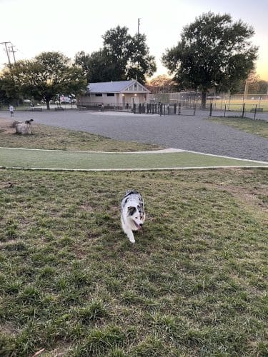 Eugene Simpson Stadium Park Dog Park