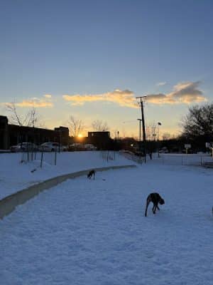 Eugene Simpson Stadium Park Dog Park
