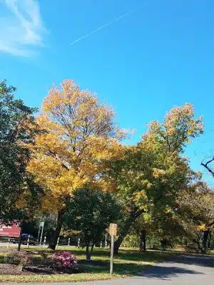 Fort Ward Park