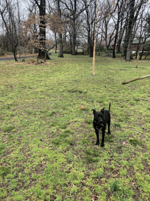 Holmes Run Dog park