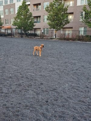 Monroe Ave Dog Park