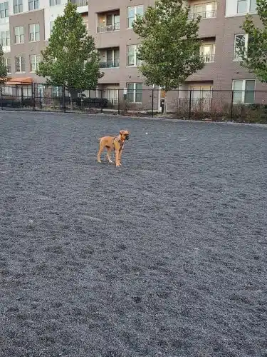 Monroe Ave Dog Park