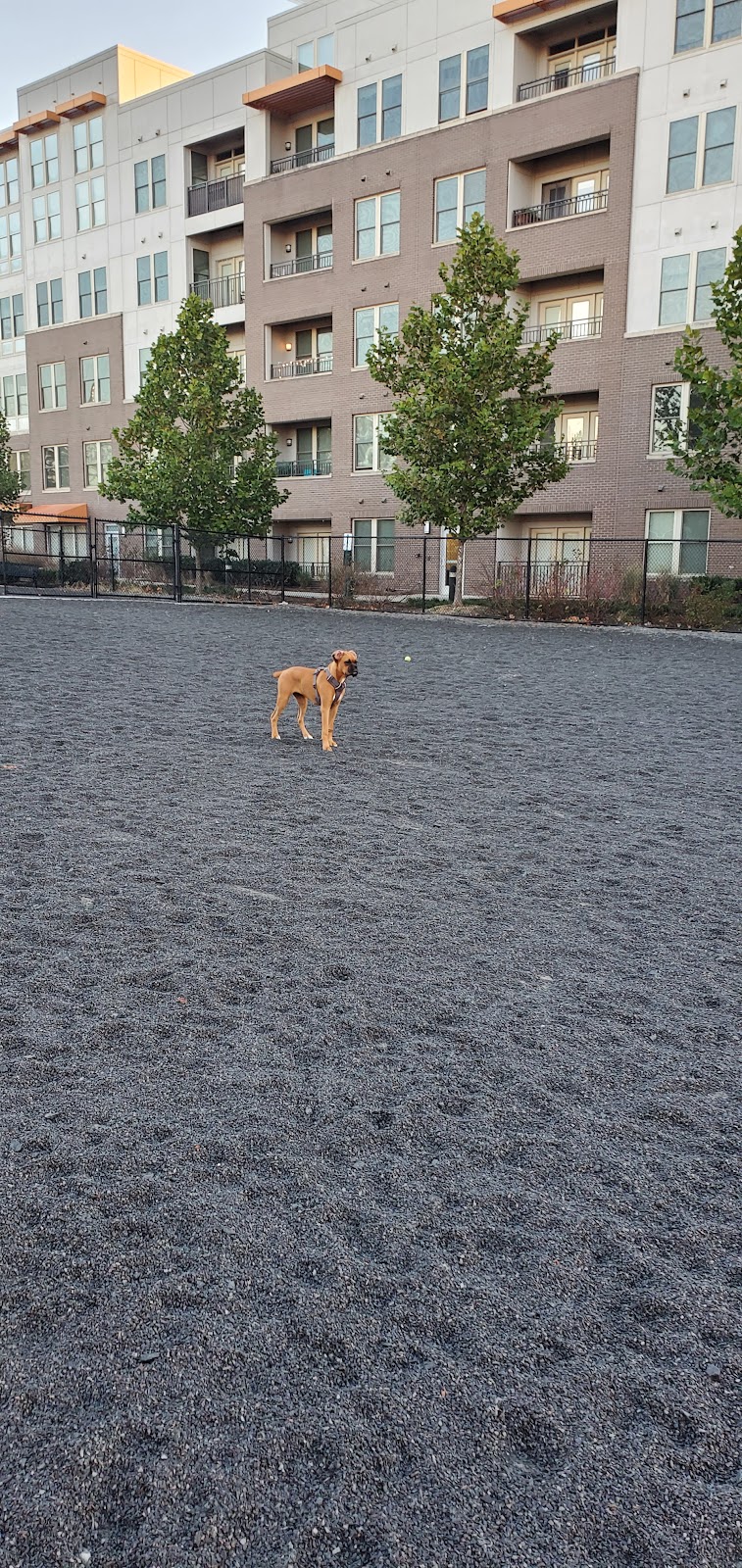 Monroe Ave Dog Park - Alexandria, VA
