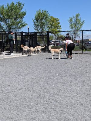 Monroe Ave Dog Park