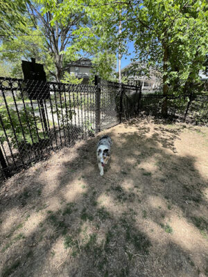 Mount Jefferson Dog Park