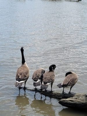 Oronoco Bay Park