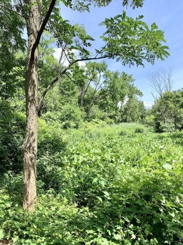 Potomac Greens Park