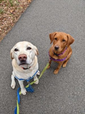 Run My Dog