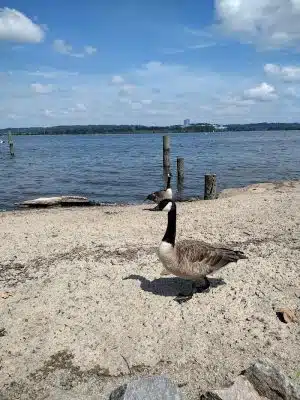 Waterfront Park