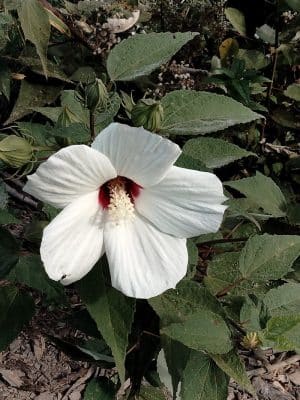 Winkler Botanical Preserve