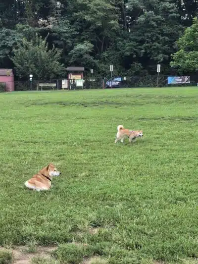 Westgrove Dog Park - Alexandria, VA