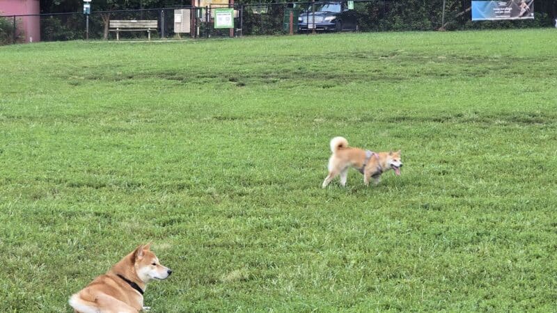 Westgrove Dog Park - Alexandria, VA