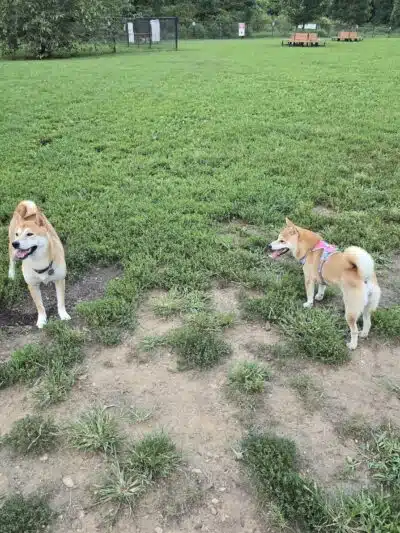 Westgrove Dog Park - Alexandria, VA