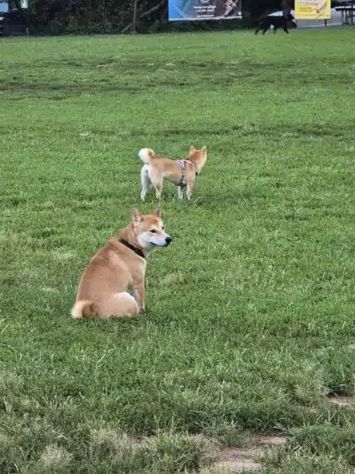 Westgrove Dog Park - Alexandria, VA