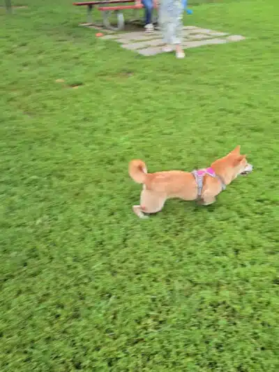 Westgrove Dog Park - Alexandria, VA