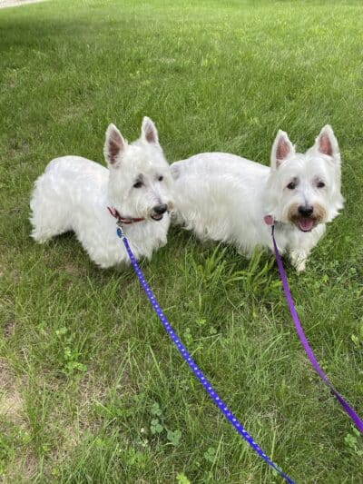 K9 Country Clipz - Alger, MI
