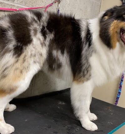 K9 Country Clipz - Alger, MI