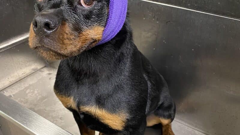 K9 Country Clipz - Alger, MI