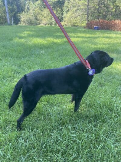 K9 Country Clipz - Alger, MI