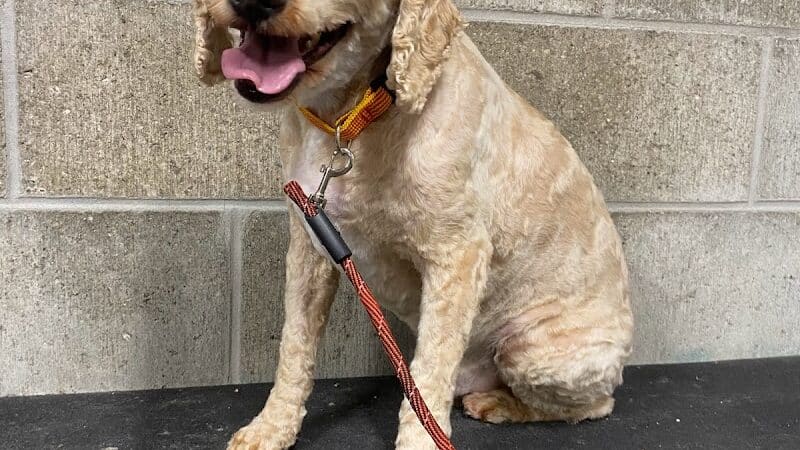 K9 Country Clipz - Alger, MI