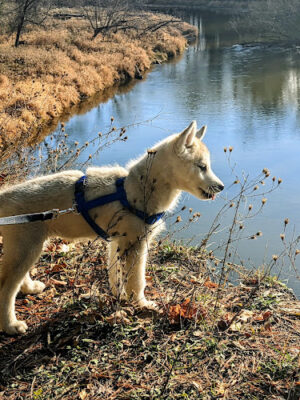 Bryan's Hiking Trail