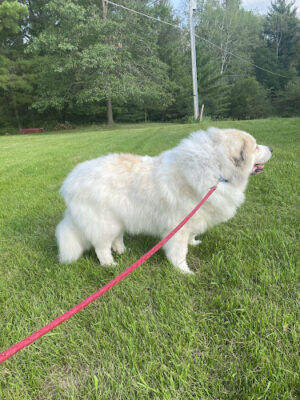 K9 Country Clipz