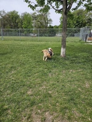 Algonac Dog Park