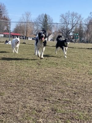 Algonac Dog Park