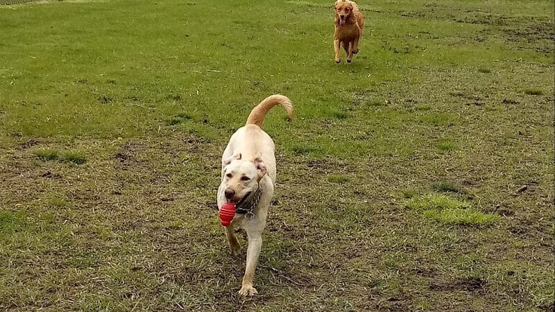 Dog Park- Jaycee Park - Allegan, MI