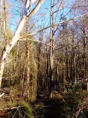 Lower Savannah River Alliance Greenway - Allendale, SC