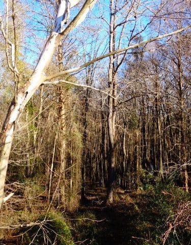 Lower Savannah River Alliance Greenway - Allendale, SC