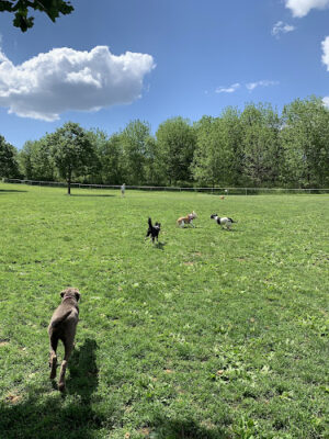 Cedar Creek Parkway West Dog Park