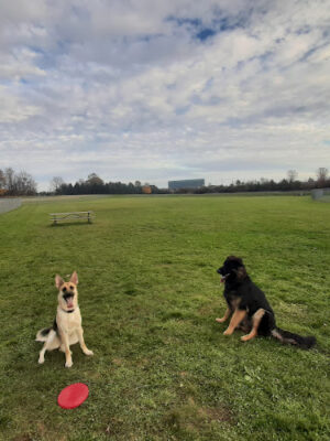 Upper Macungie Grange Park Dog Park